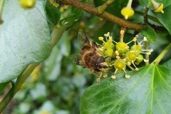 Drone fly,Eristalis tenax on Ivy by Nora Boyle. Thorne Rd,18.11.23