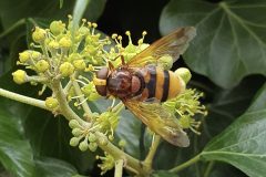Female Hoverfly, Volucella zonaria,17.9.23,Thorne Rd SE605055 on Ivy by Nora Boyle