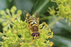 Female hoverfly, Syrphus sp,17.9.23, Thorne Rd, on Ivy by Nora Boyle