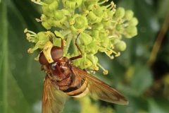 Hornet-mimic-Volucella-zonariaon-Ivy-by-Nora-Boyle.-17.9.23-Thorne-Rd-scaled
