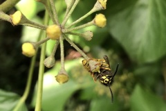 Common wasp, Vespa vulgaris, on Ivy by Nora Boyle Shaw Lane9.11.23