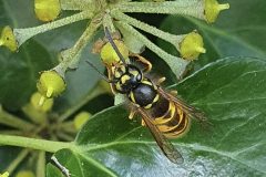 Common wasp,Vespula vulgaris,20.10.23,Thorne Rd SE602054 on Ivy by Nora Boyle