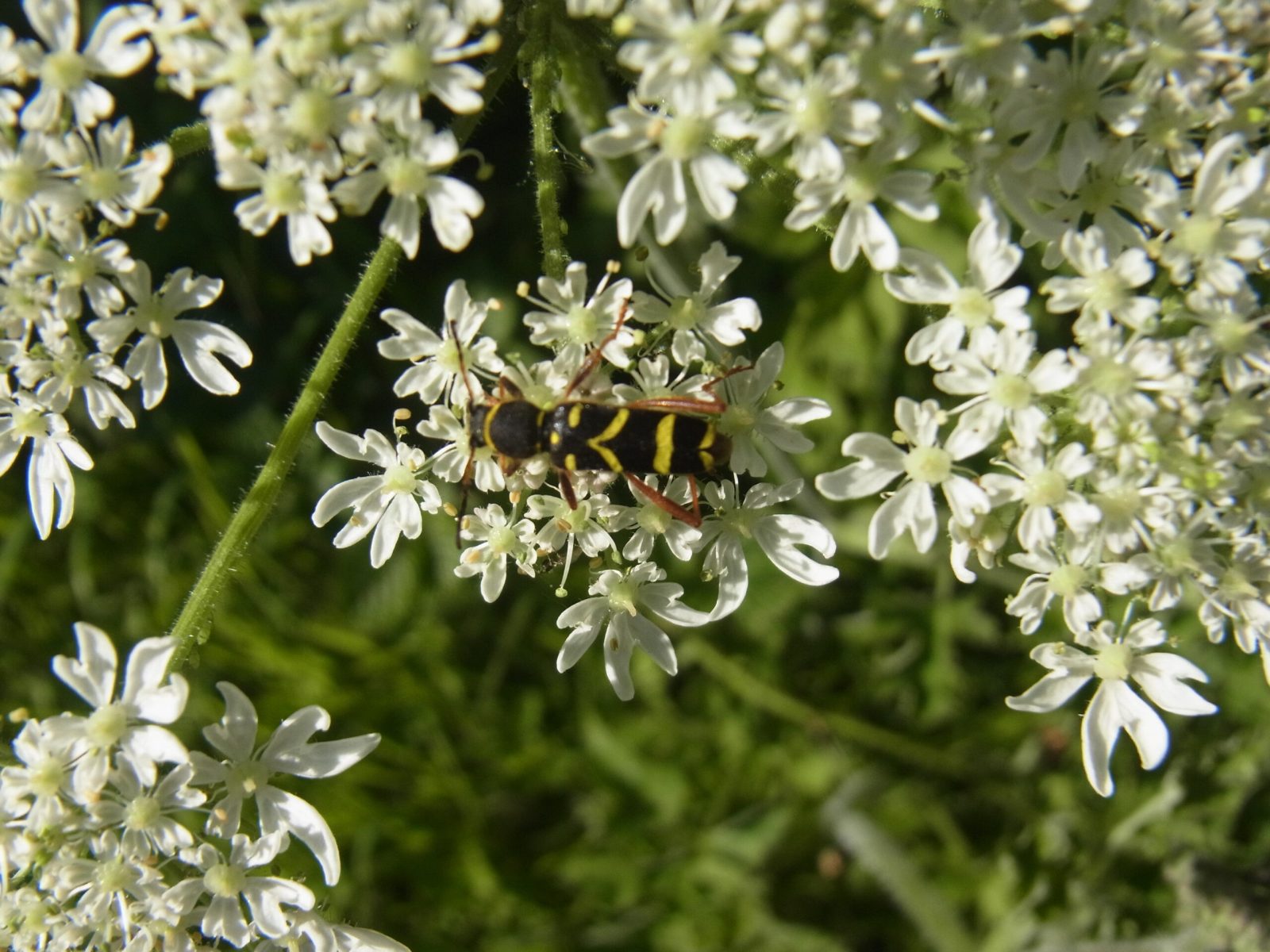 Wasp Beetle, Clytus arietis, Chesterfield Canal near Wiseton