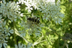 Wasp Beetle, Clytus arietis on Hogweed, Chesterfield Canal near Wiseton, 3 June 2023. Photo by Tricia Haigh