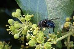 Bluebottle,Calliphora vicina, Thorne Rd SE605055,on Ivy by Nora Boyle