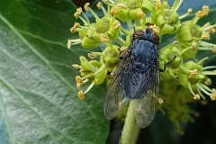 Female Bluebottle, Calliphora vicina, on Ivy by Nora Boyle. 17.9.23. Thorne Rd SE605055-view from above
