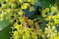 Female Hoverfly, Syrphus sp, 19.9.23,Thorne Rd SE605055,on Ivy by Nora Boyle