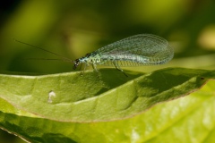 Chrysopa sp. - Green Lacewing, North Anston Pit Tip