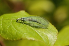 Chrysopa sp. - Green Lacewing, North Anston Pit Tip