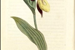 1 From Sowerby’s English Botany (1796)