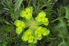 Sun-Spurge-Euphorbia-helioscopia
