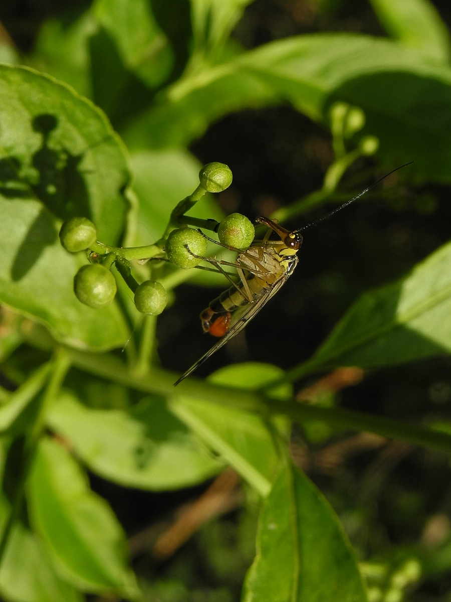 Scorpion-fly (Panorpa communis) - male