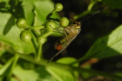 Scorpion-fly (Panorpa communis) - male