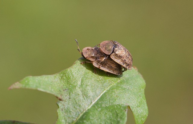 Cassidy nebulosa - Tortoise Beetle, Woodside Nurseries, Austerfield