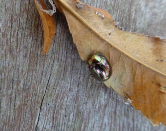 Chrysolina americana - Rosemary Leaf Beetle , Cusworth Lane, Doncaster