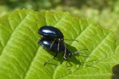 Agelastica alni - Alder Leaf Beetle
