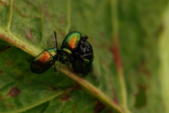 Gastrophysa viridula - Leaf Beetle