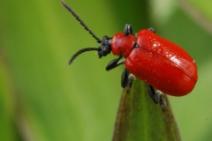 Lilioceris lilii - Lilly Beetle , Sherwood Forest