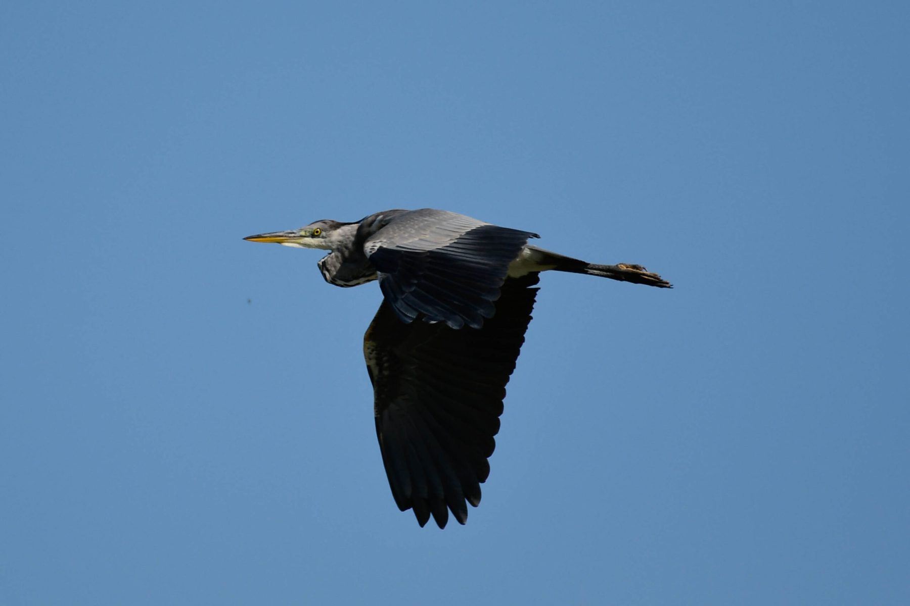 Grey Heron, RSPB Adwick Washlands.