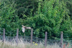 Long-eared Owl diving on prey,