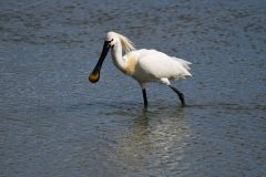 Spoonbill-19-3-scaled