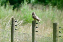 Long-eared Owl, RSPB Adwick Washlands.