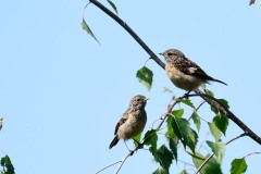 Stonechat fledglings, RSPB Budby.