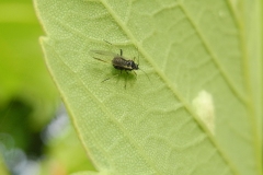 Fly on Acer pseudoplatanus 1