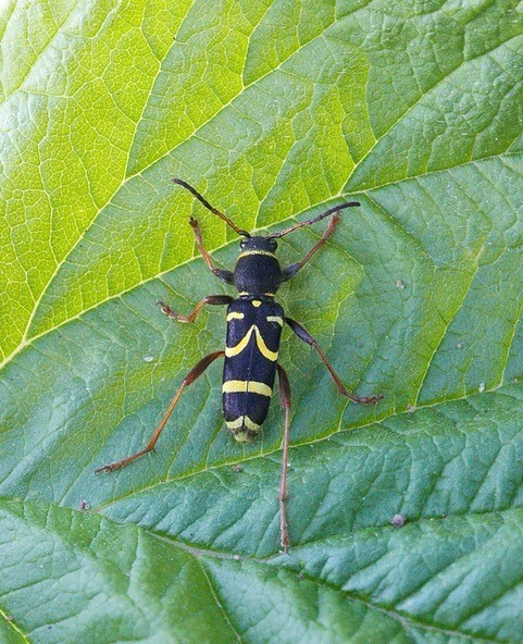 Clytus arietis - The Wasp-beetle, Woodside Nurseries, Austerfield.
