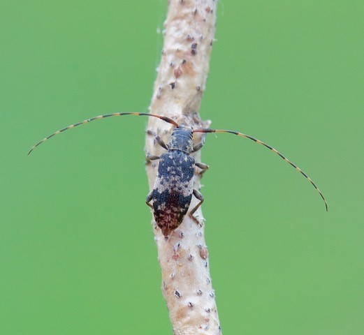 Leiopus nebulosus agg. - Black-clouded Longhorn Beetle, Sherwood Forest CP, Notts.