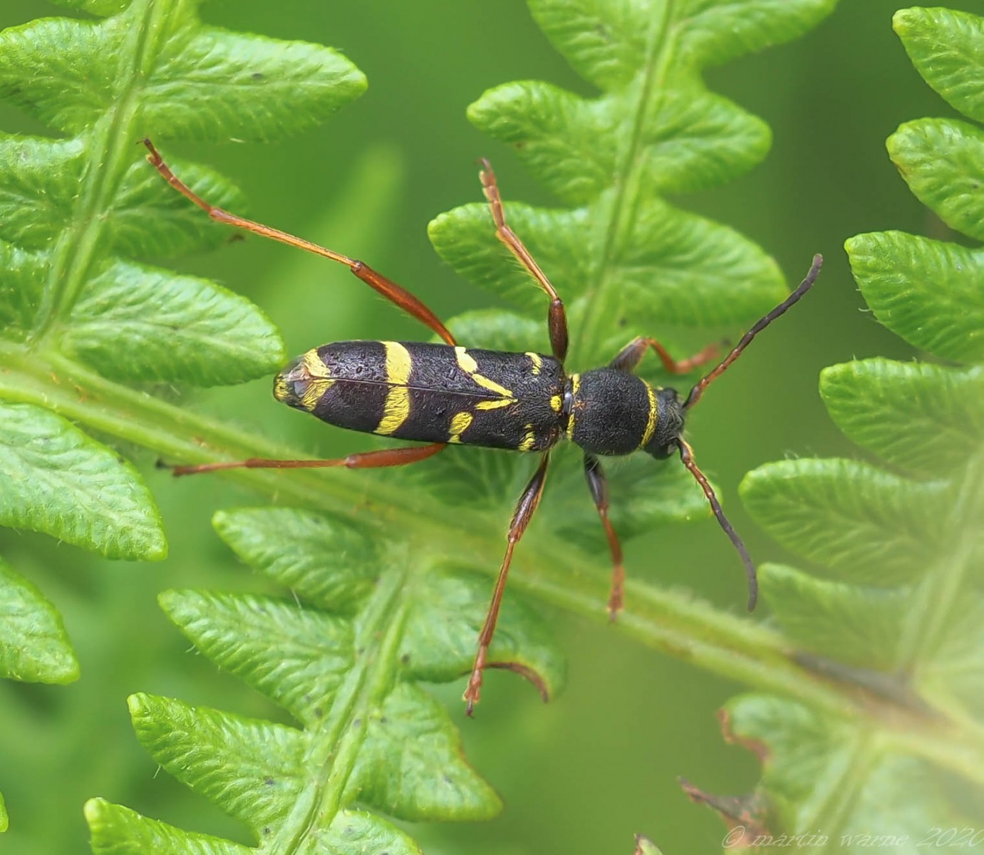 Clytus arietis - Wasp Beetle, Thorne Moor