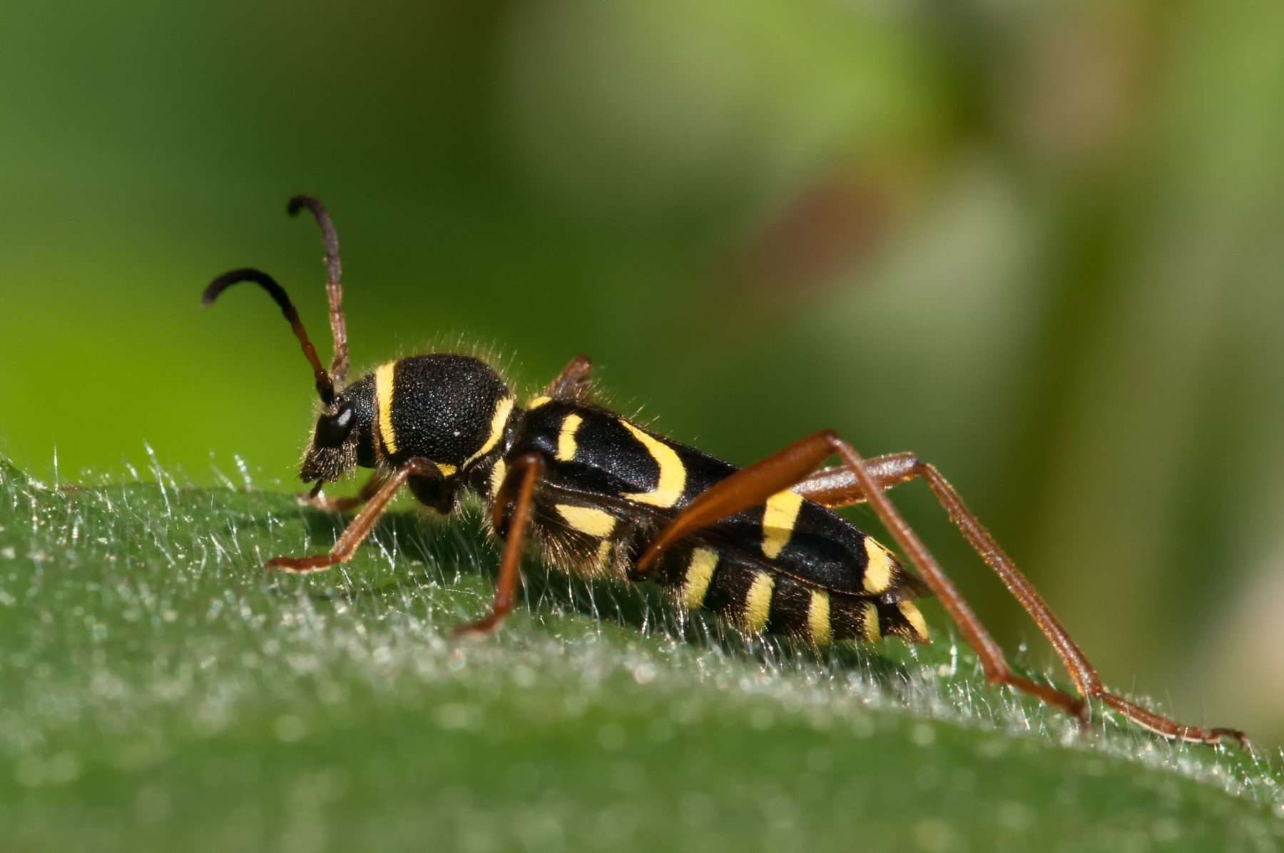 Clytus arietis - Wasp beetle