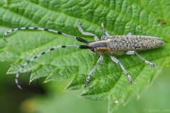 Agapanthia- illosoviridescens, Thorne Moor