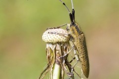 Agapanthia villosoviridescens, Golden-bloomed Grey Longhorn Beetle, Woodside Nurseries, Austerfield.