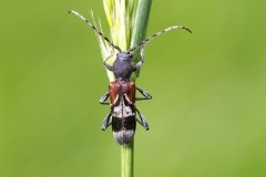 Anaglyptus mysticus - Rufous-shouldered Longhorn Beetle, Eaton Wood SSSI, Notts.