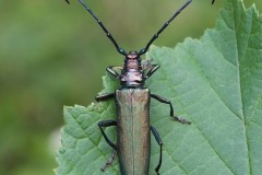 Aromia moschata - Musk Beetle, Eaton Wood SSSI, Notts.