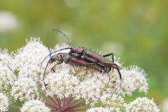Aromia moschata - Musk Beetle, Eaton Wood SSSI, Notts.