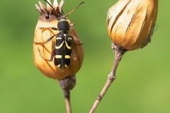 Clytus arietis - The Wasp-beetle, Woodside Nurseries, Austerfield.
