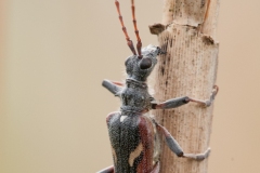 Rhagium bifasciatum - Two-banded Longhorn Beetle
