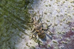 Rhagium mordax-Black-spotted Longhorn Beetle, Chambers Farm Wood, Lincs.