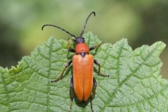 Stictoleptura rubra - Red Longhorn Beetle, Chambers Farm Wood, Lincs.