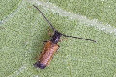 Tetrops praeusta - Plum-beetle, Woodside Nurseries, Austerfield.