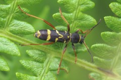 Clytus arietis - Wasp Beetle, Thorne Moor