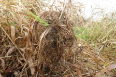 Harvest mouse (Micromys minutus), nursery nest,  Auckley