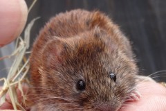 Wood Mouse (Apodemus sylvaticus), Old Moor.