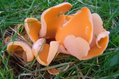 Aleuria aurantia - Orange Peel, Finningley Churchyard