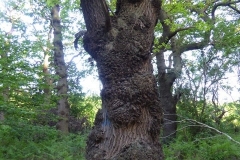 Oak Tree with burrs