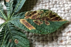 Horse-chestnut Leaf Mines
