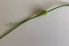 Possible Field Garlic