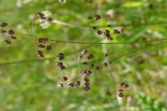 Seed heads of Quaking Grass